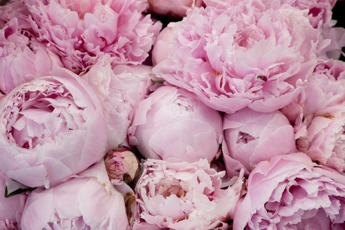 Красота пионов