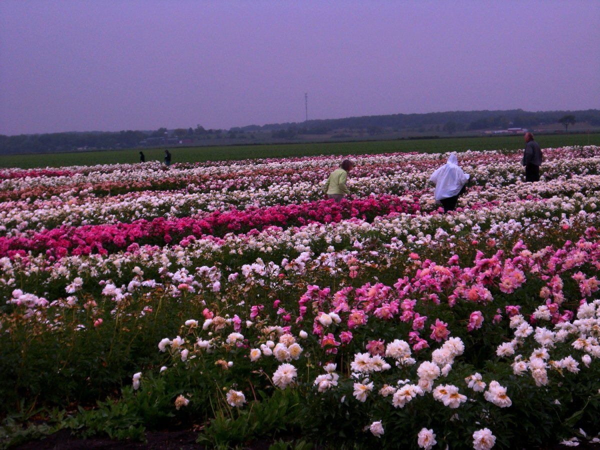 Нюдовые пионы