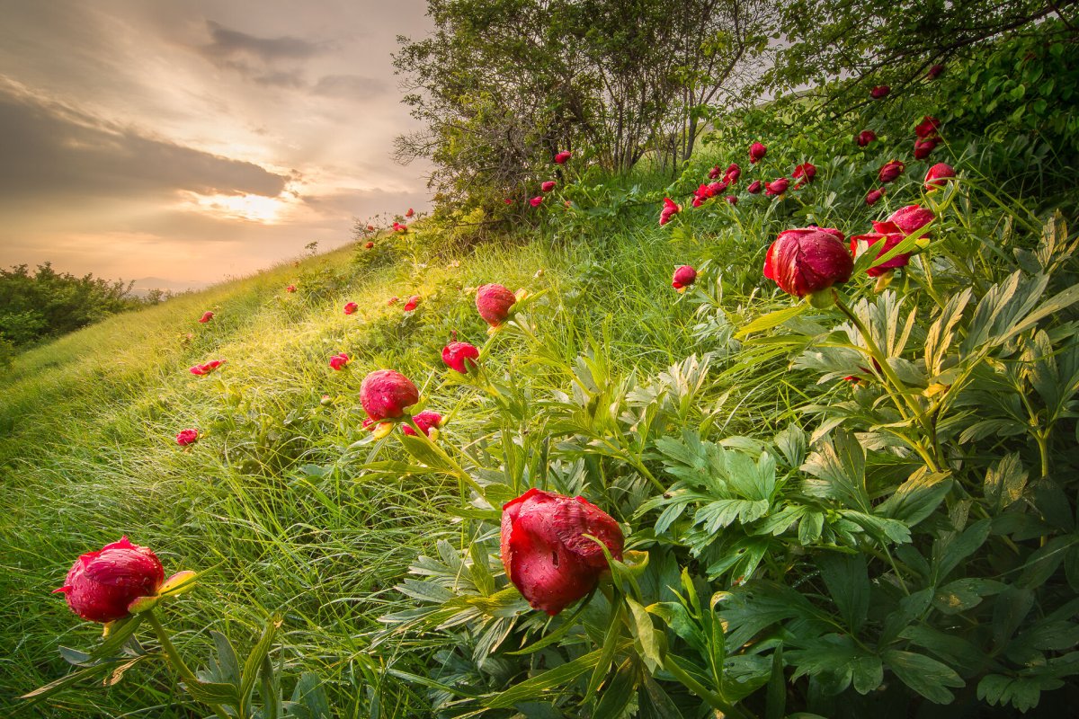 Букет пионов розовидных
