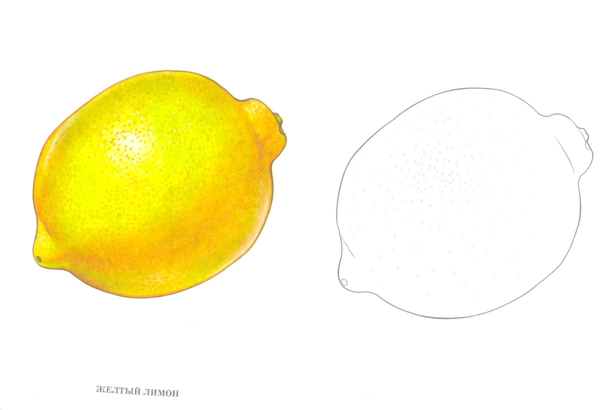 Лимон для срисовки легкие