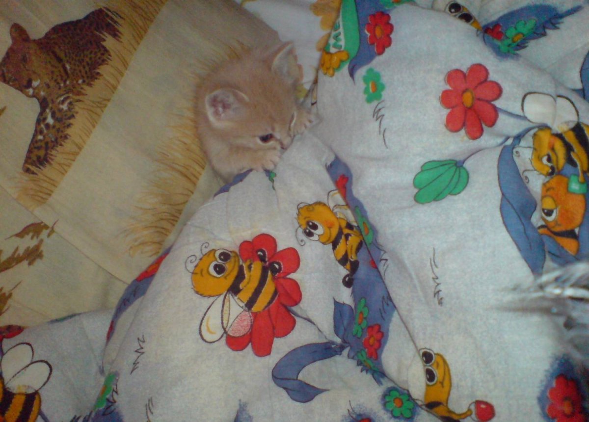 Виктория Кирдий сон