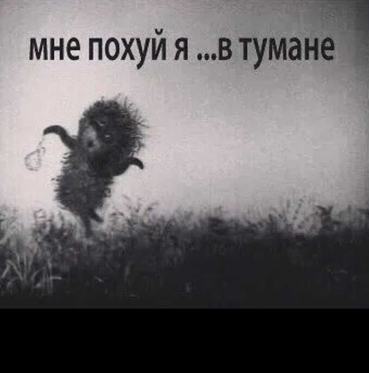 Ёжик в тумане прикол