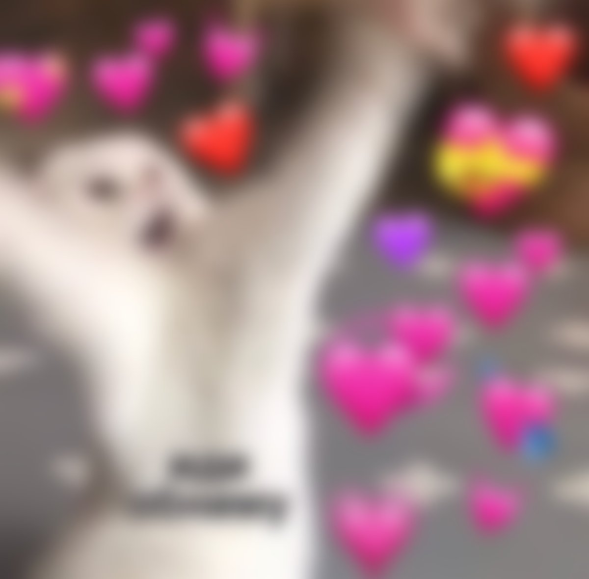 Милые пикчи с котиками