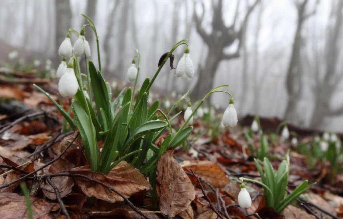 Весна апрель