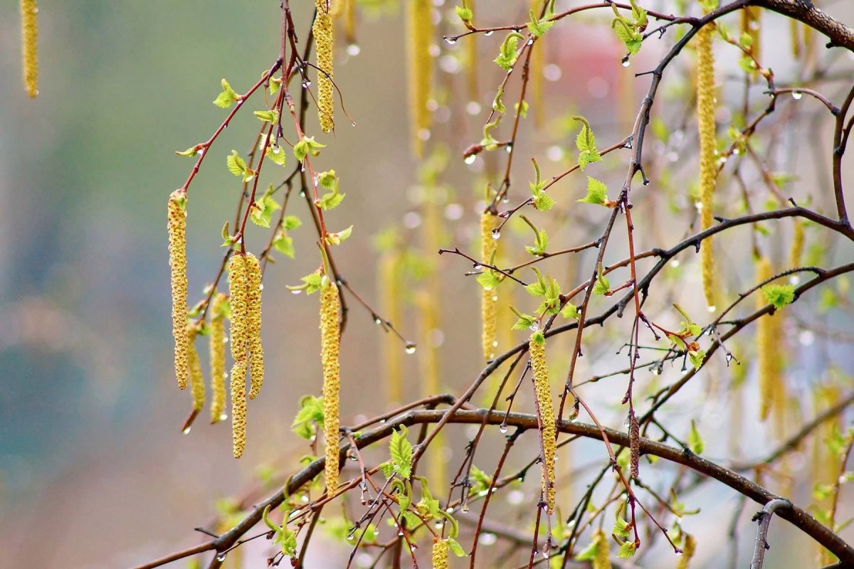 Весенняя Березка плакучая