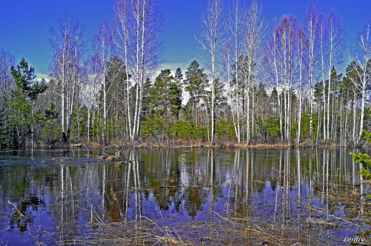 Весенний лес