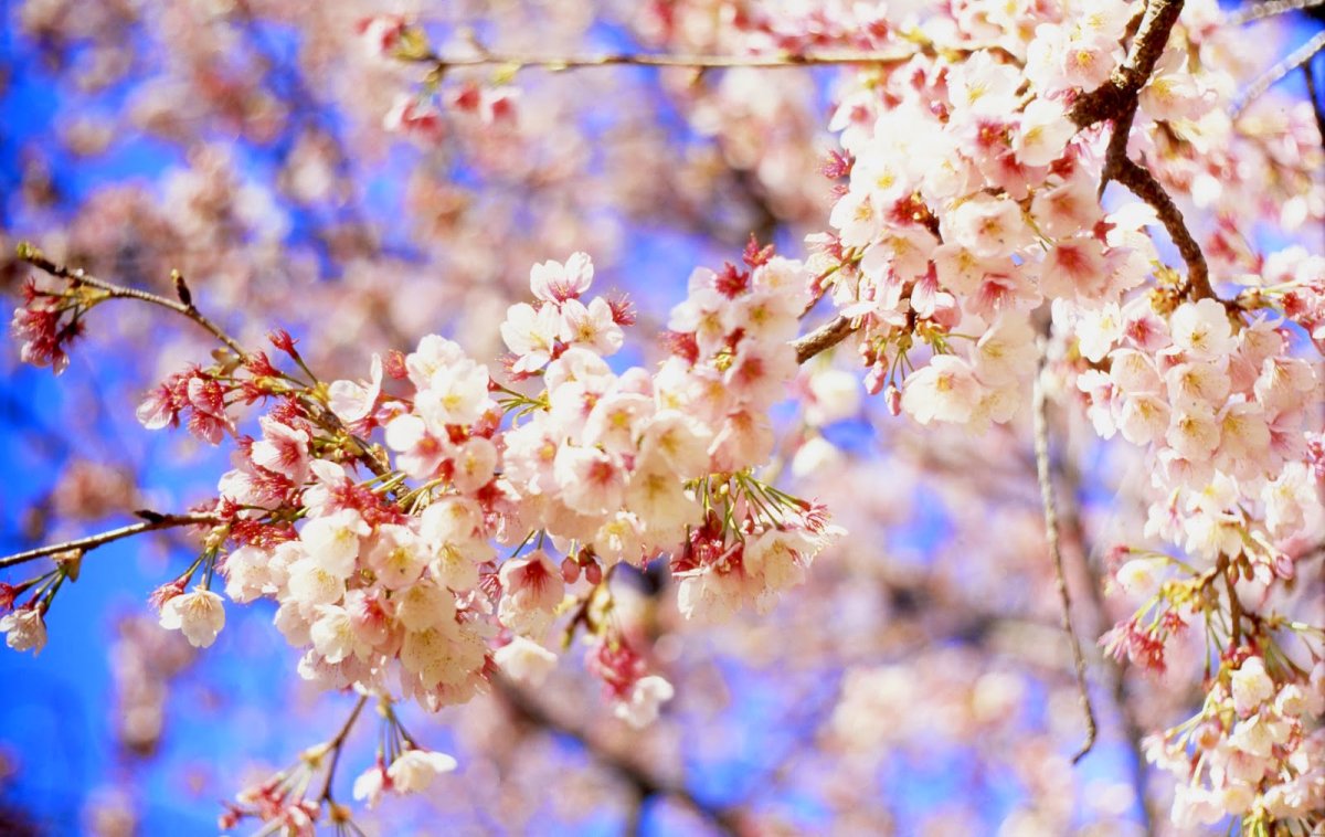 Весна природа