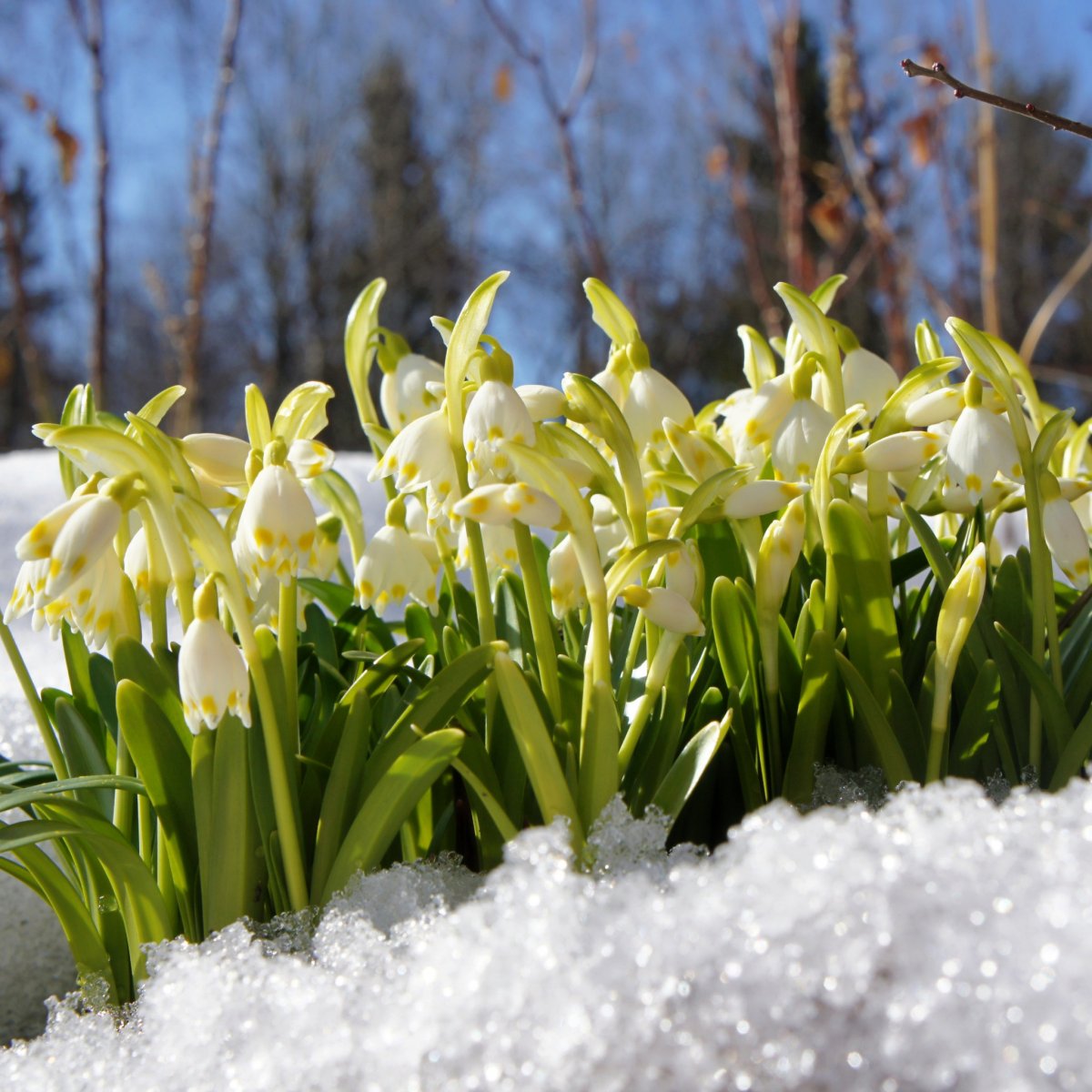 Первоцветы пролеска снег