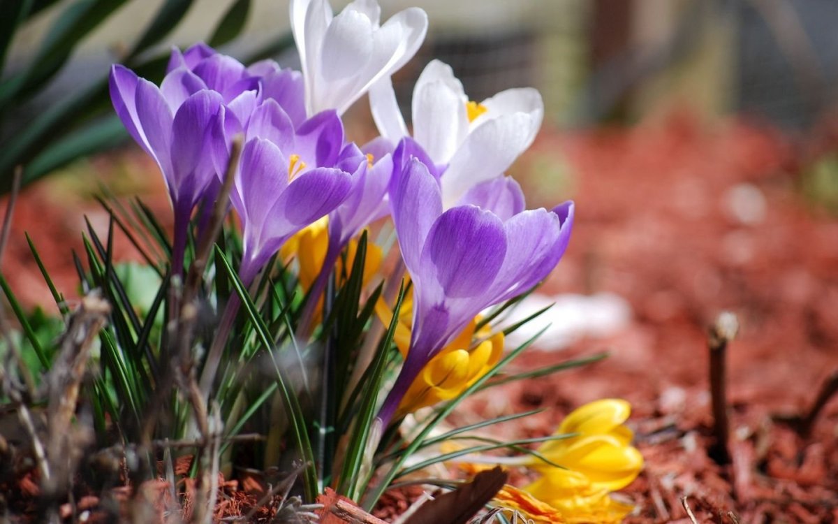 Весна апрель цветы