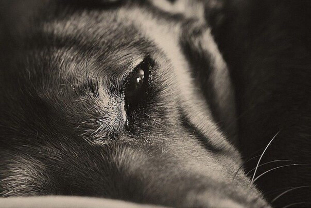 Грустный волк