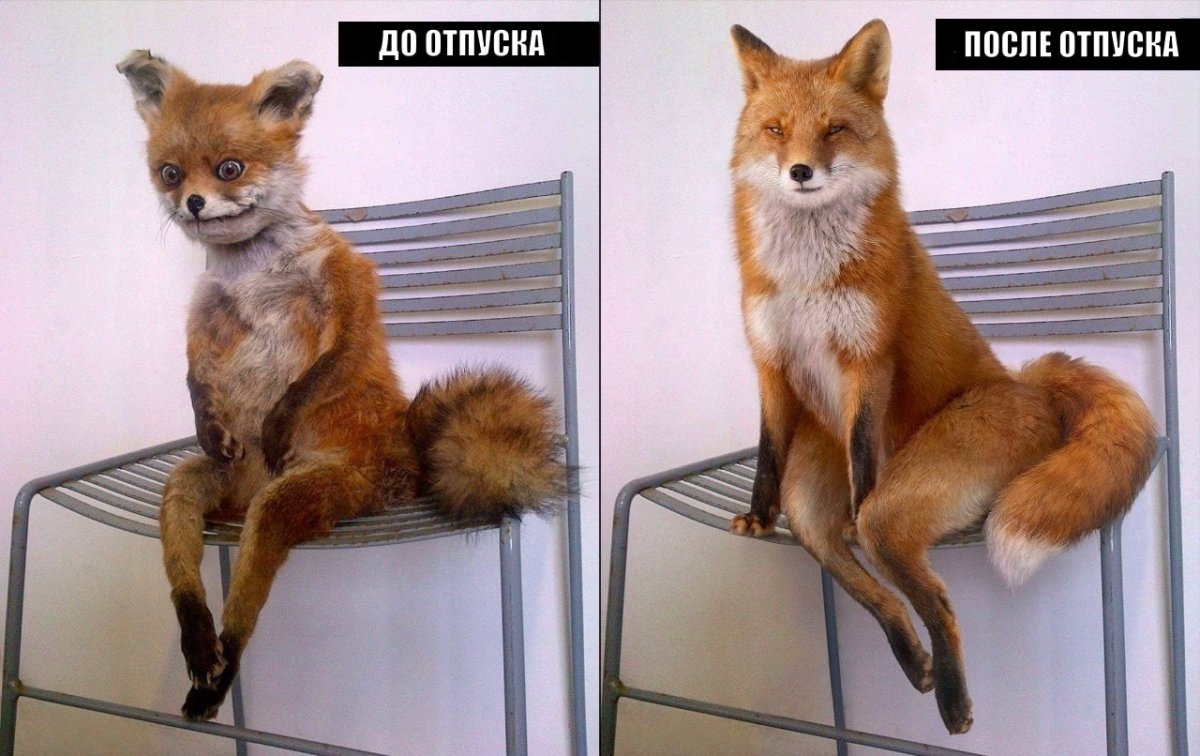 Лиса на стуле