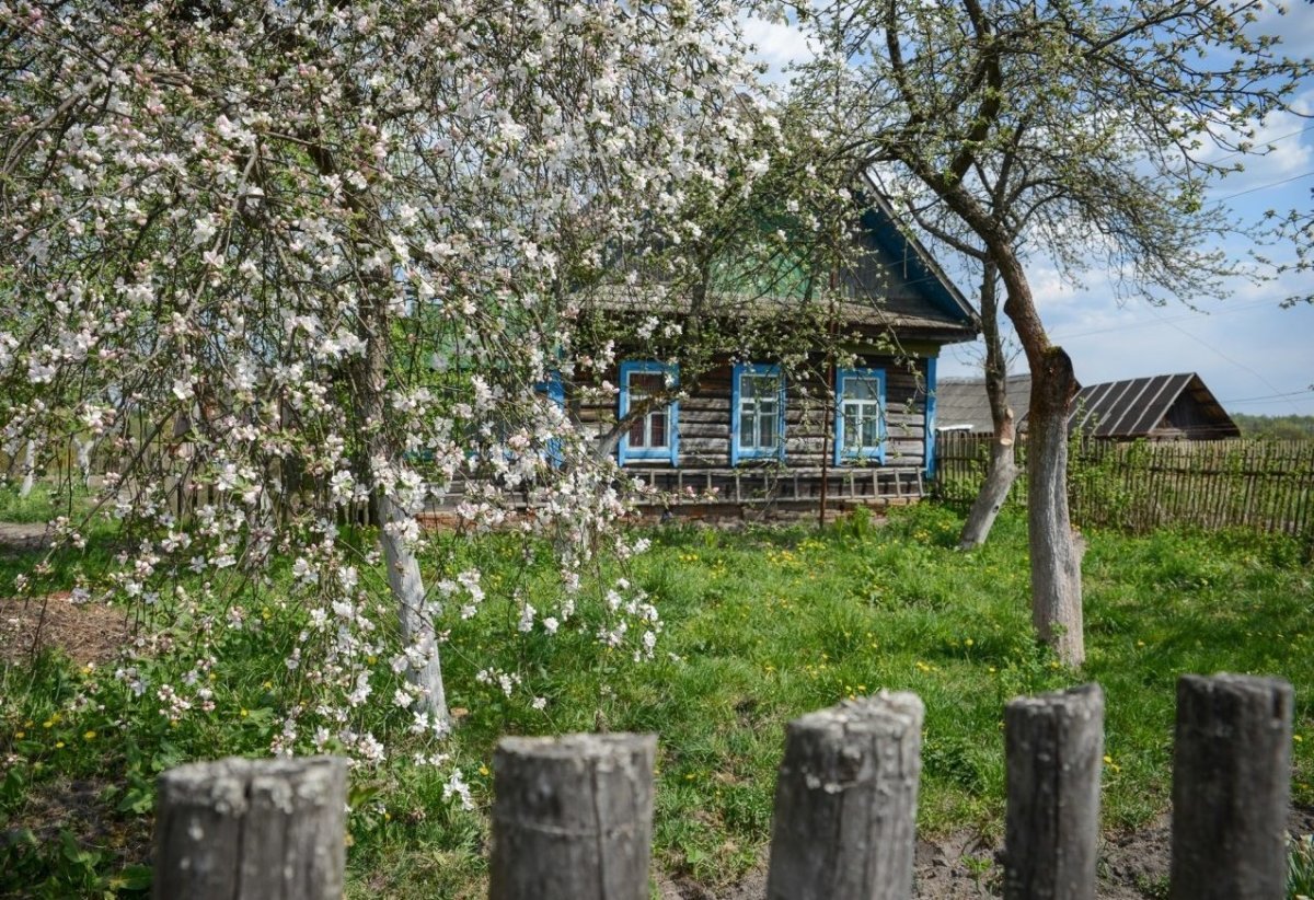 Деревенский дом с черемухой
