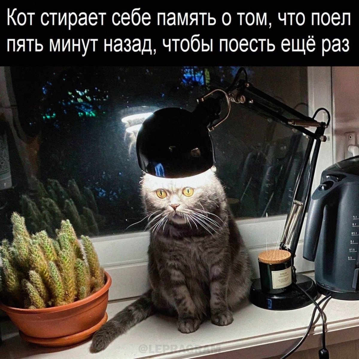 Смешной кот