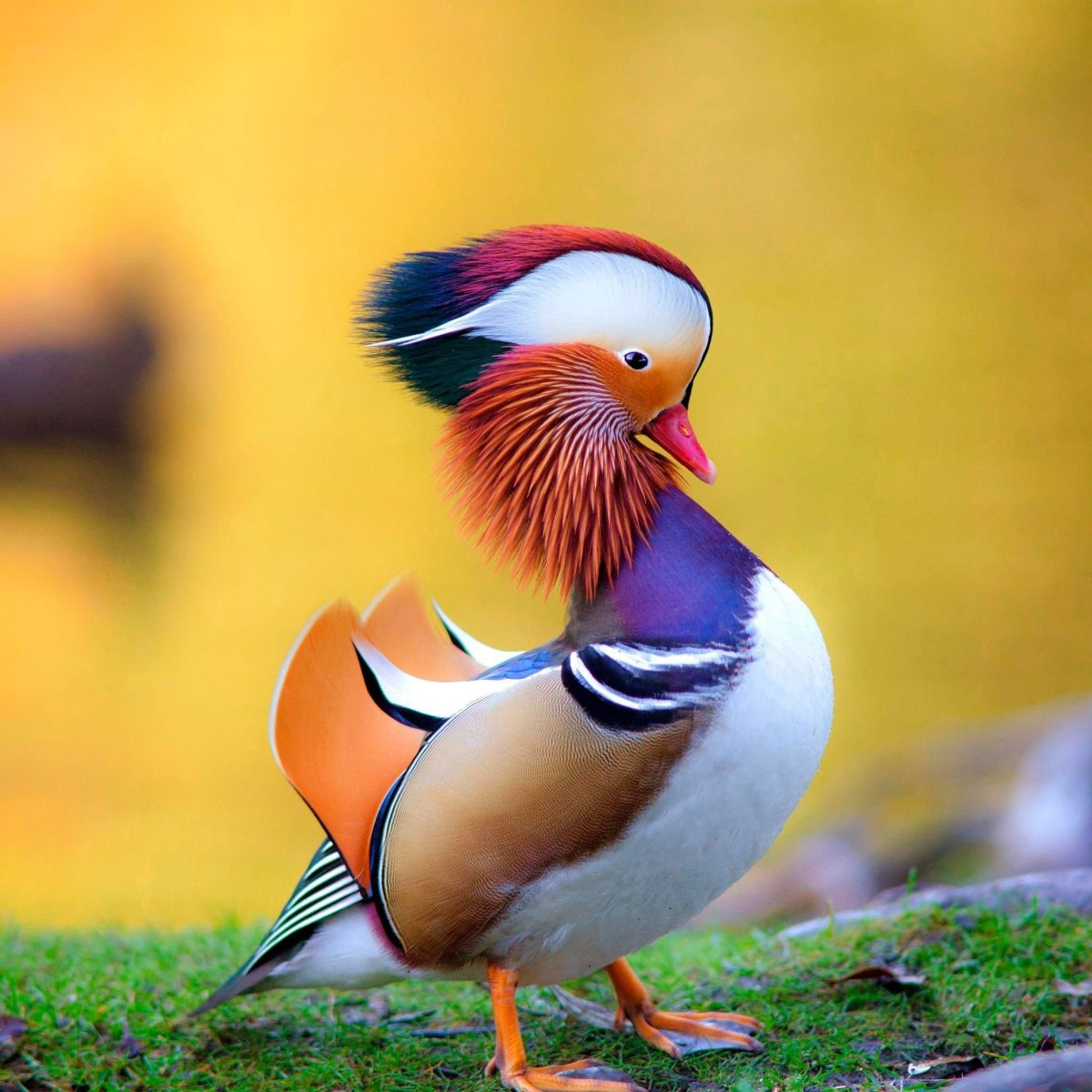 Утки мандаринки