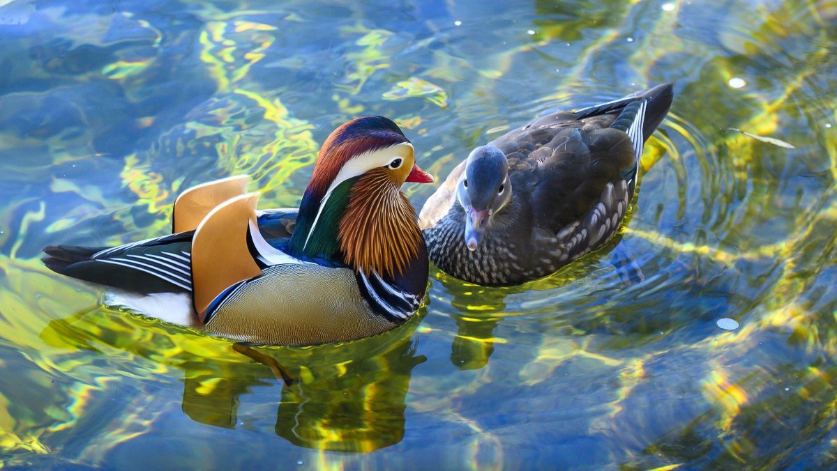 Две утки мандаринки