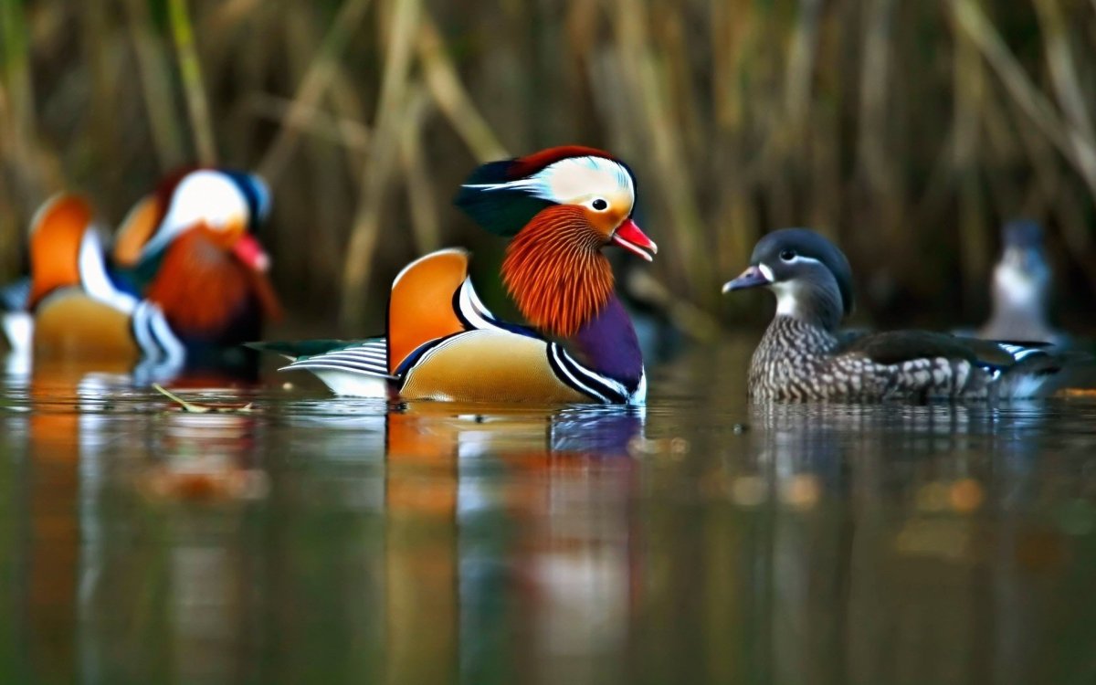 Утка Мандаринка