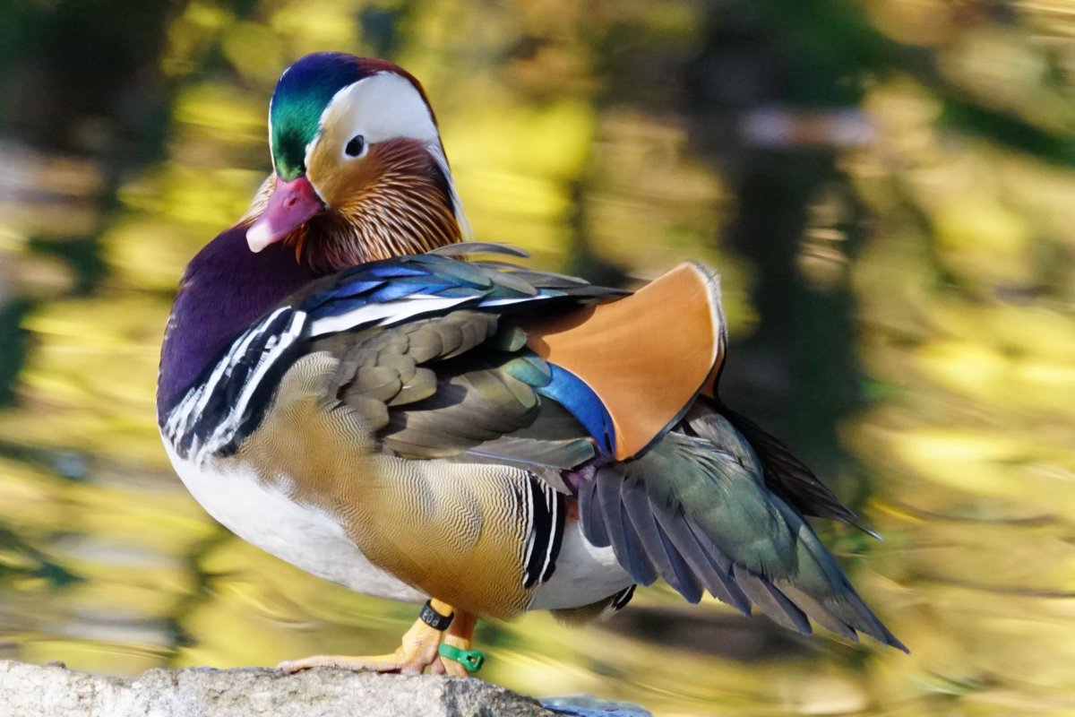 Утка Мандаринка красная