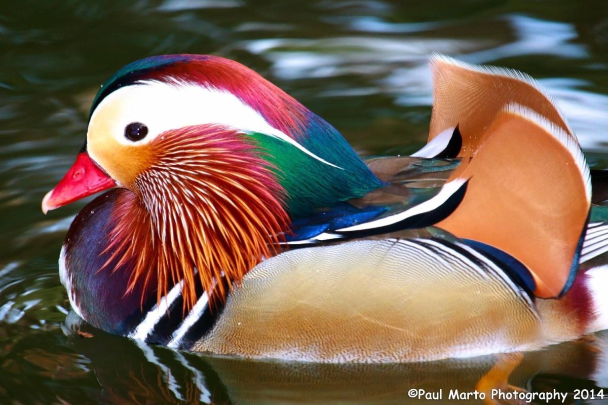 Мандаринка (птица)