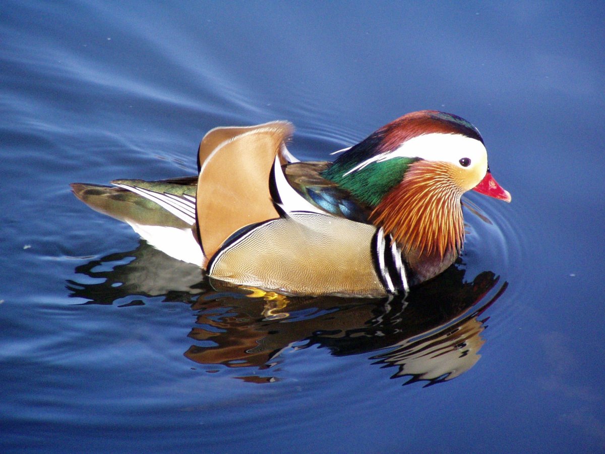 Утки мандаринки