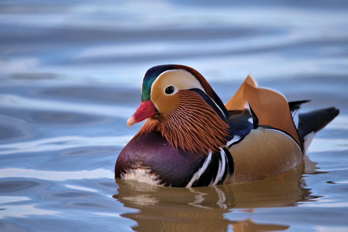 Мандаринка (птица)