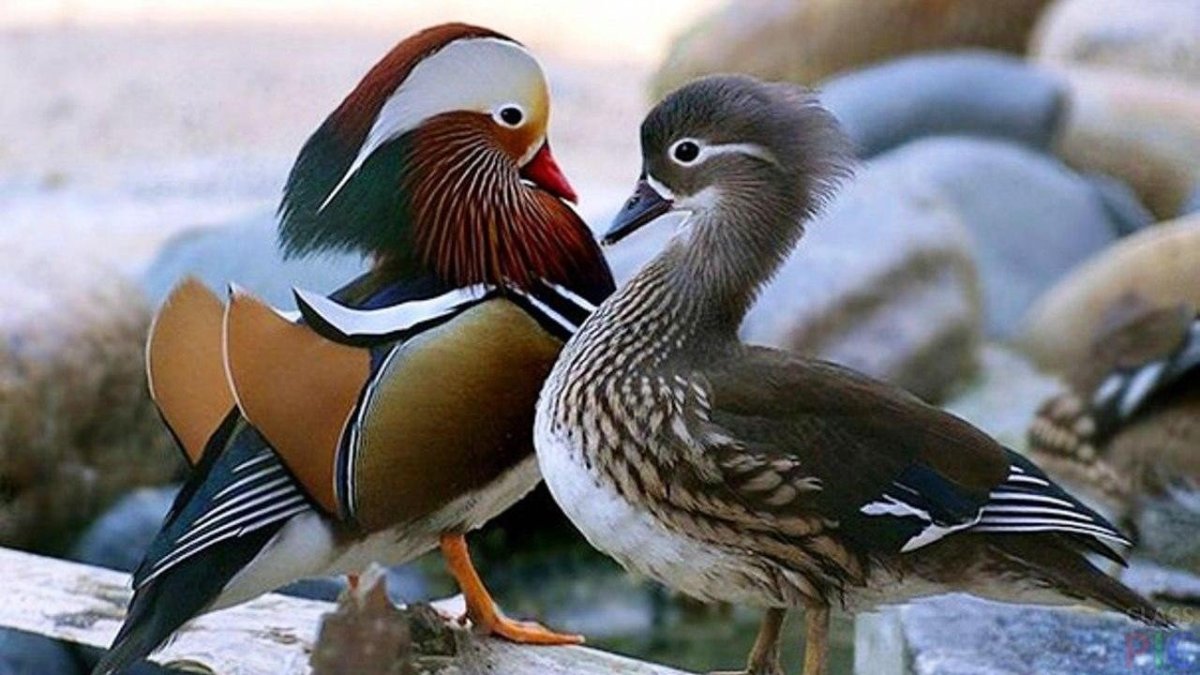 Мандаринка (птица)