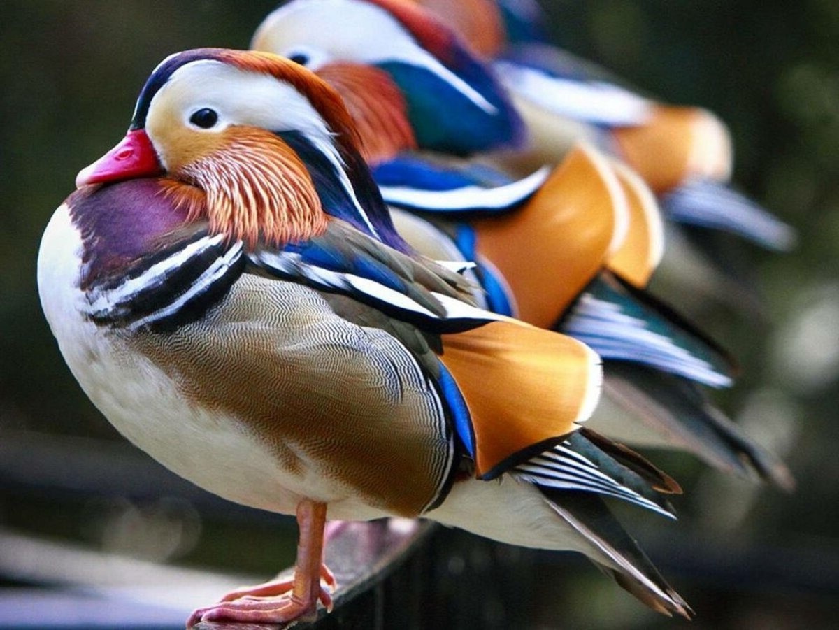 Утка Мандаринка самец