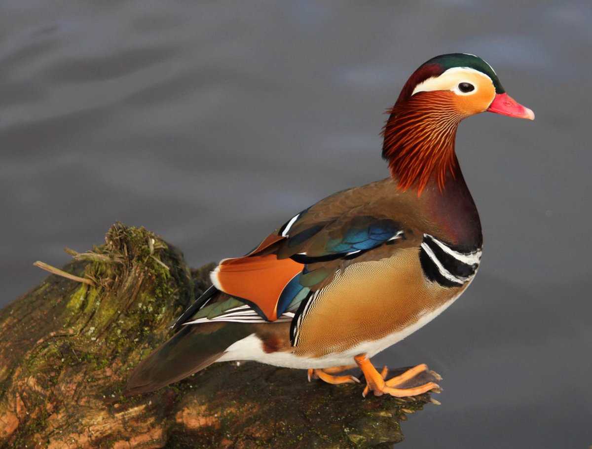 Утка Мандаринка самец