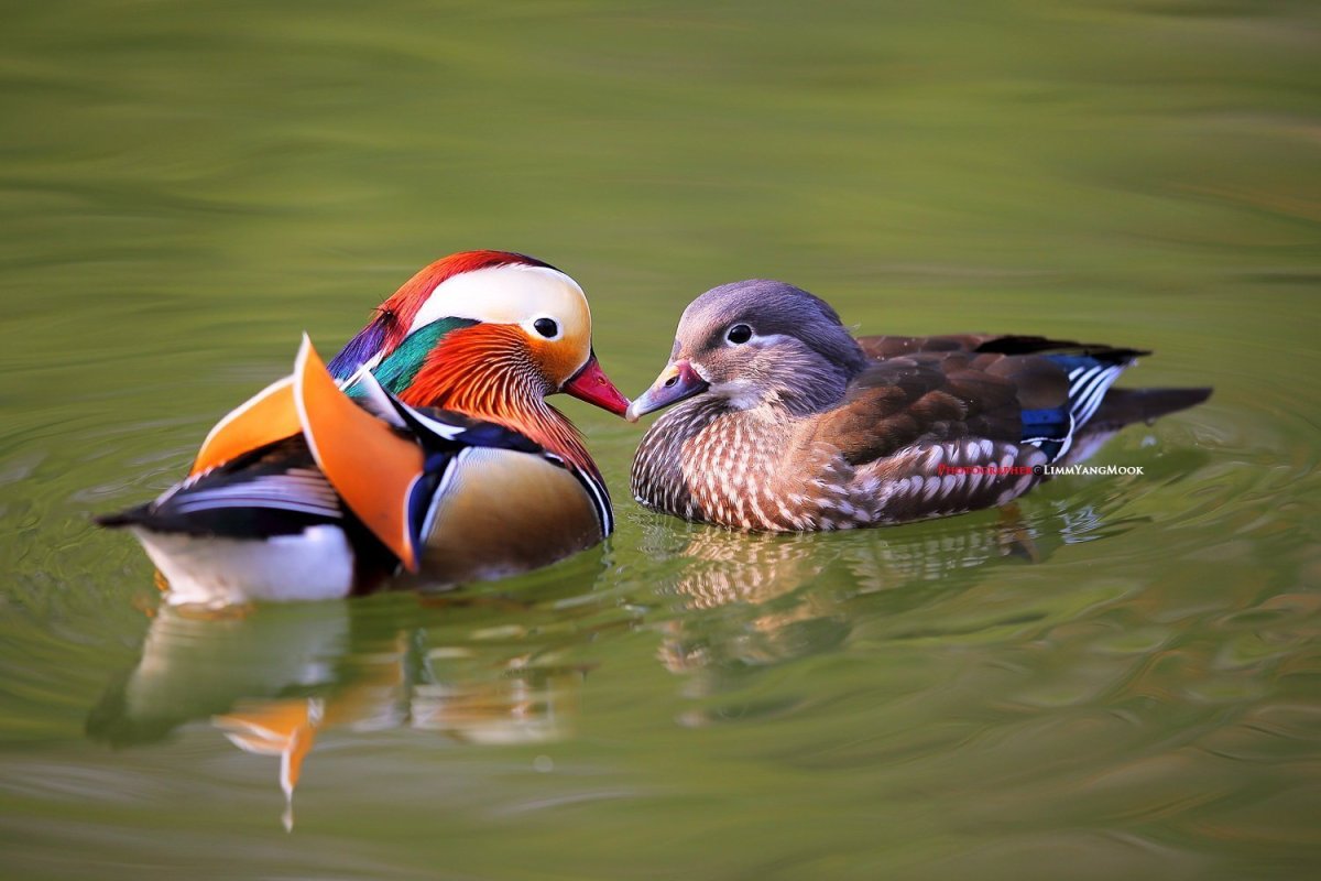 Утка Мандаринка альбинос