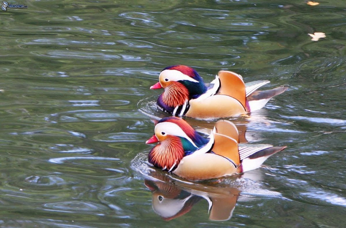 Утки мандаринки фен шуй