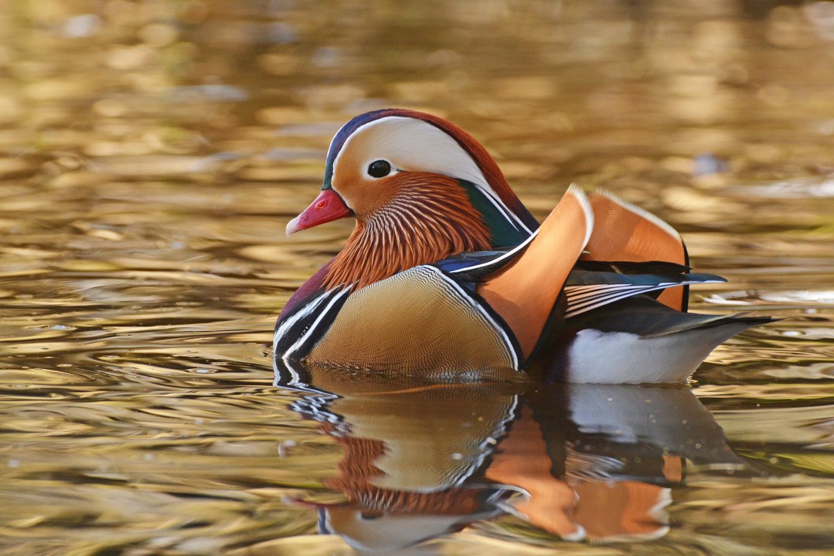 Мандаринка птица самка