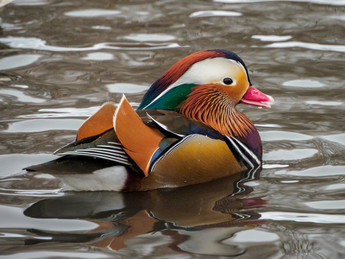 Птица утка Мандаринка