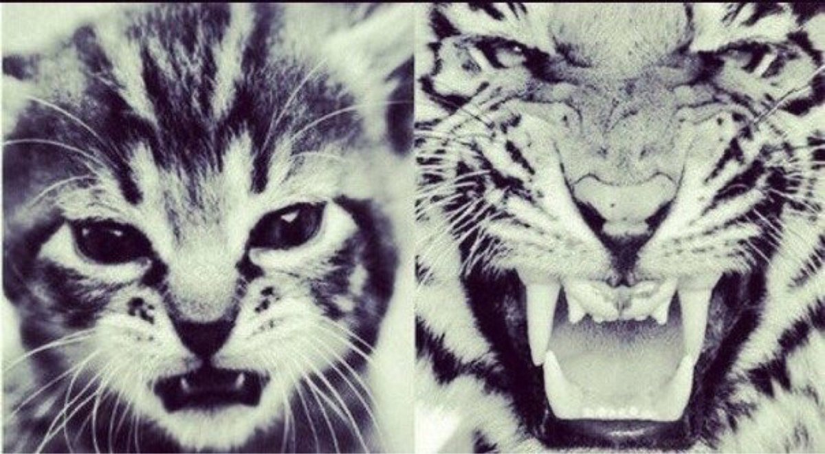 Котёнок и отражение тигра