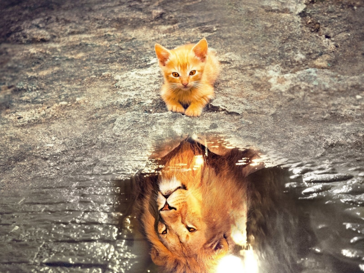 Котенок в отражении тигр