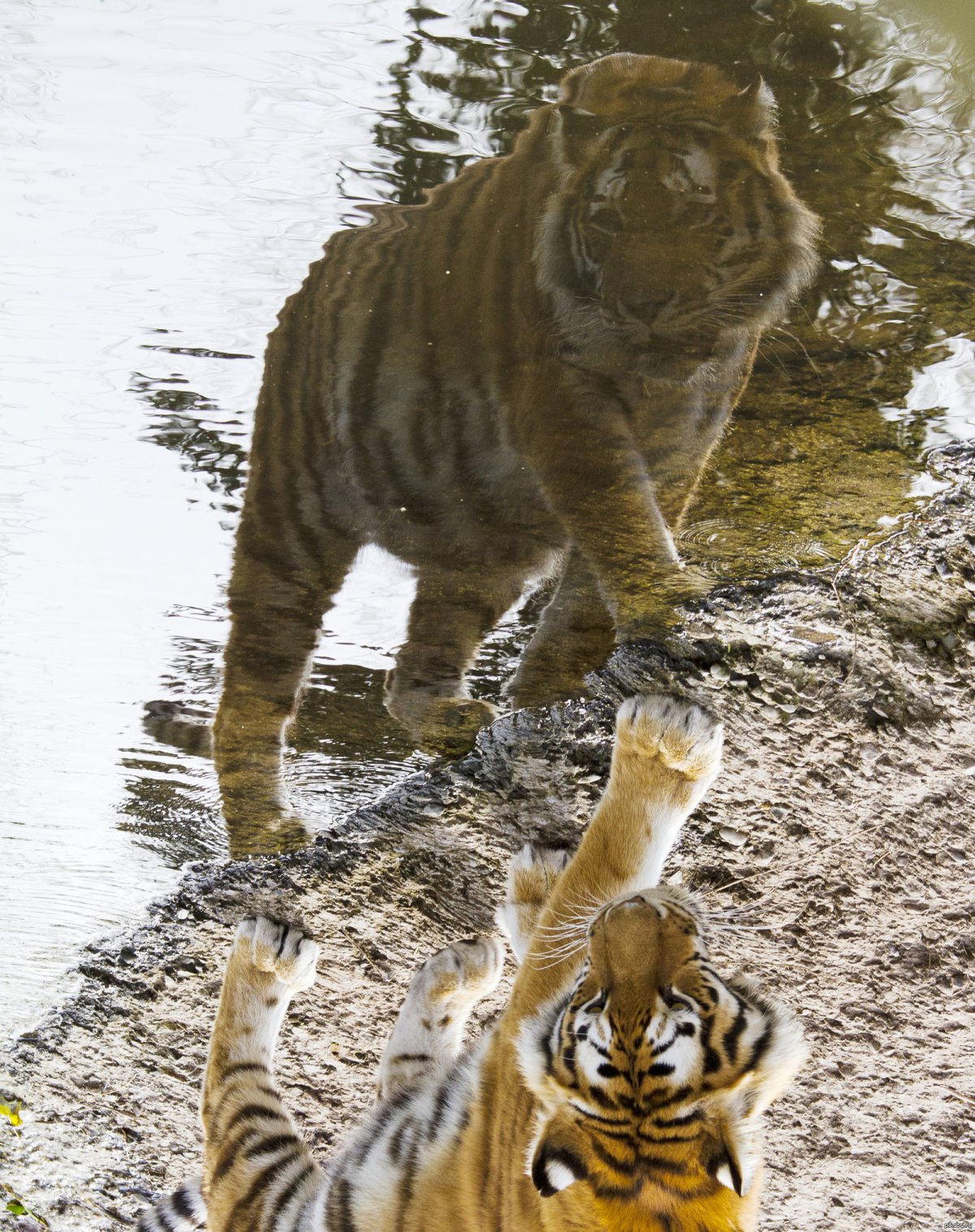 Котенок тигр