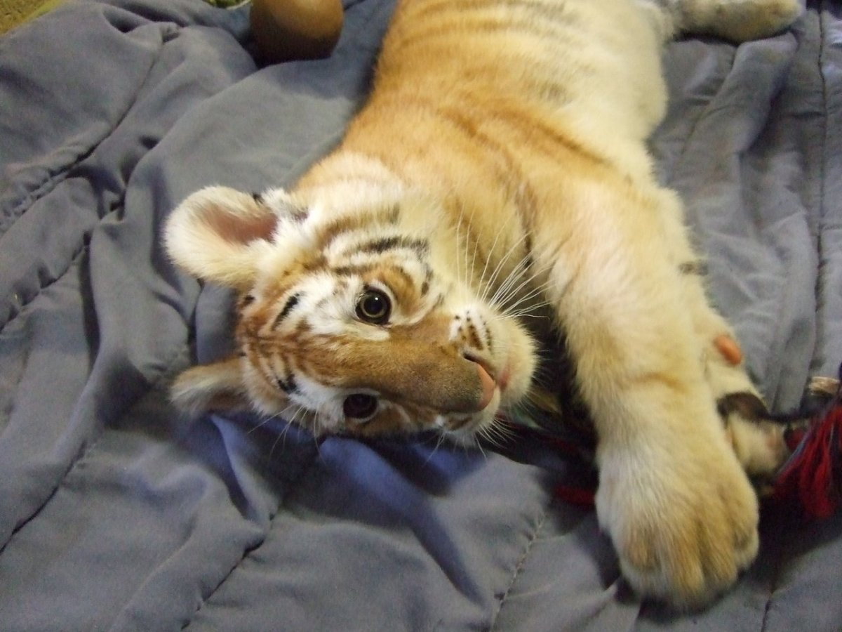 Обои на айфон животные