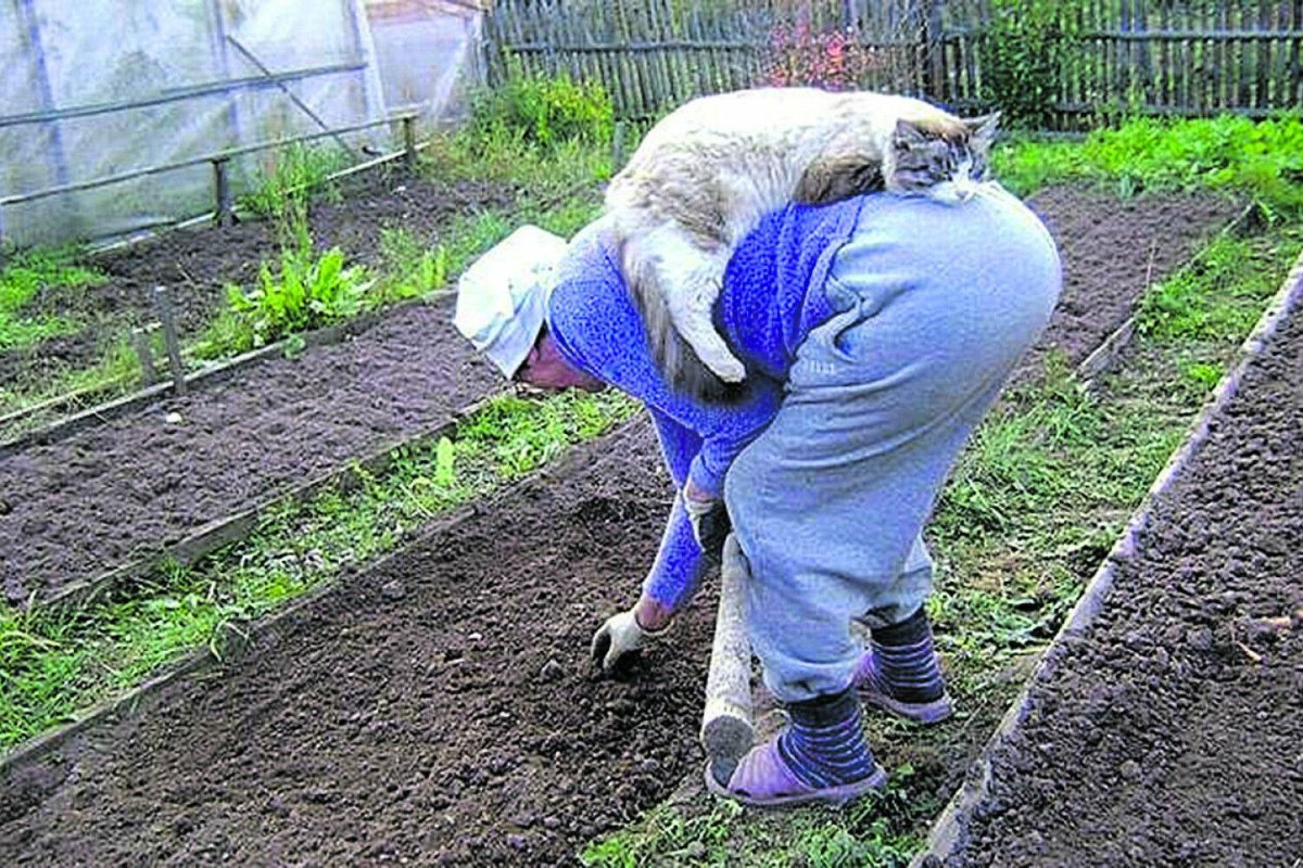 Шутки про огород