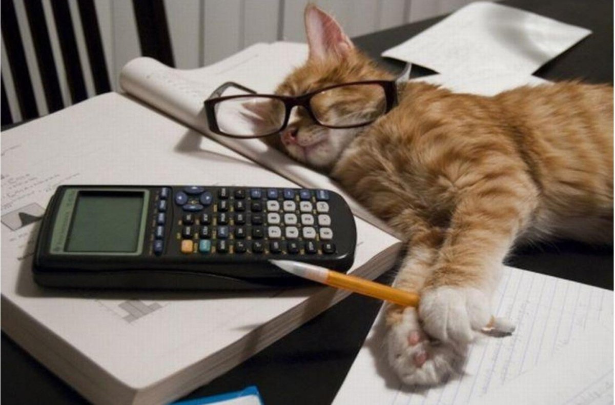 Кот бухгалтер