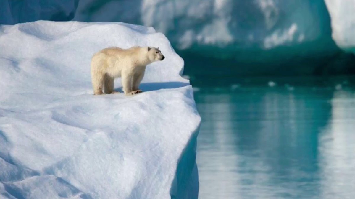 Полярный медведь Арктики