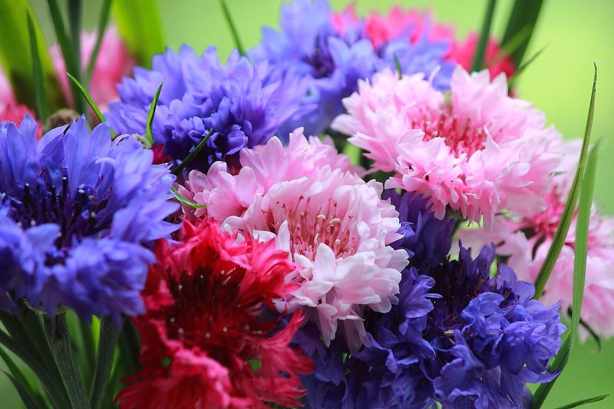 Василек букетный