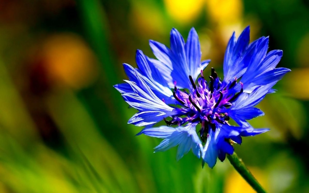 Василек Лагуна синий