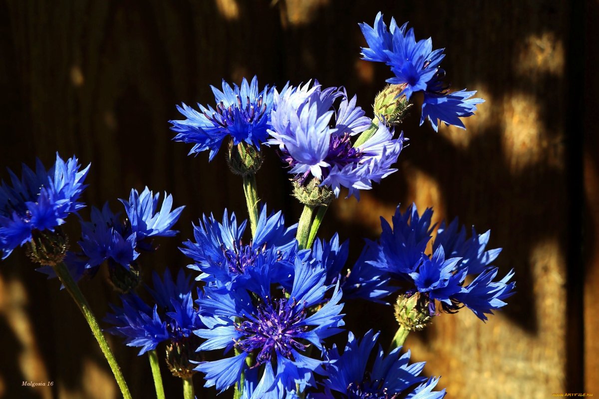 Василек синий Корнфловер