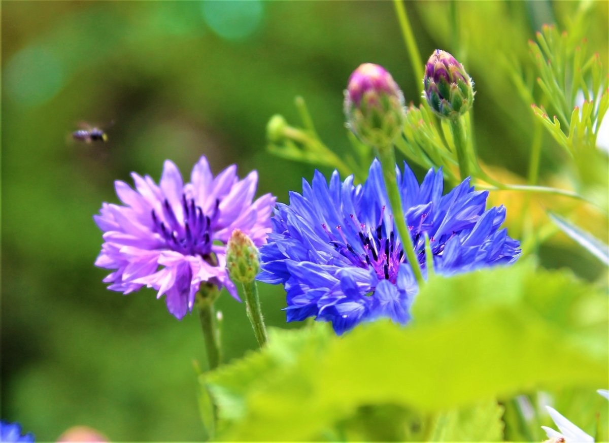 Василек Сибирский