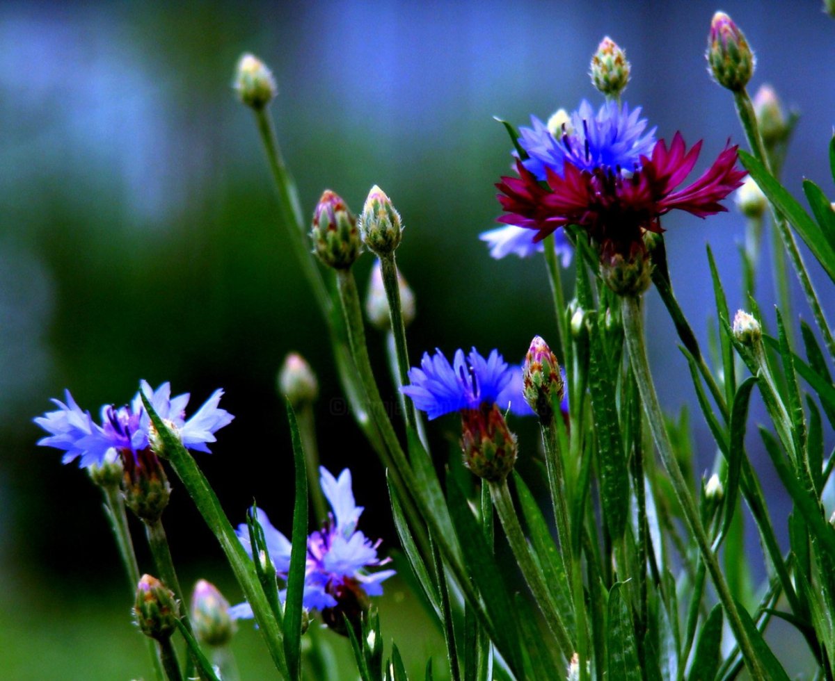 Василек дикий