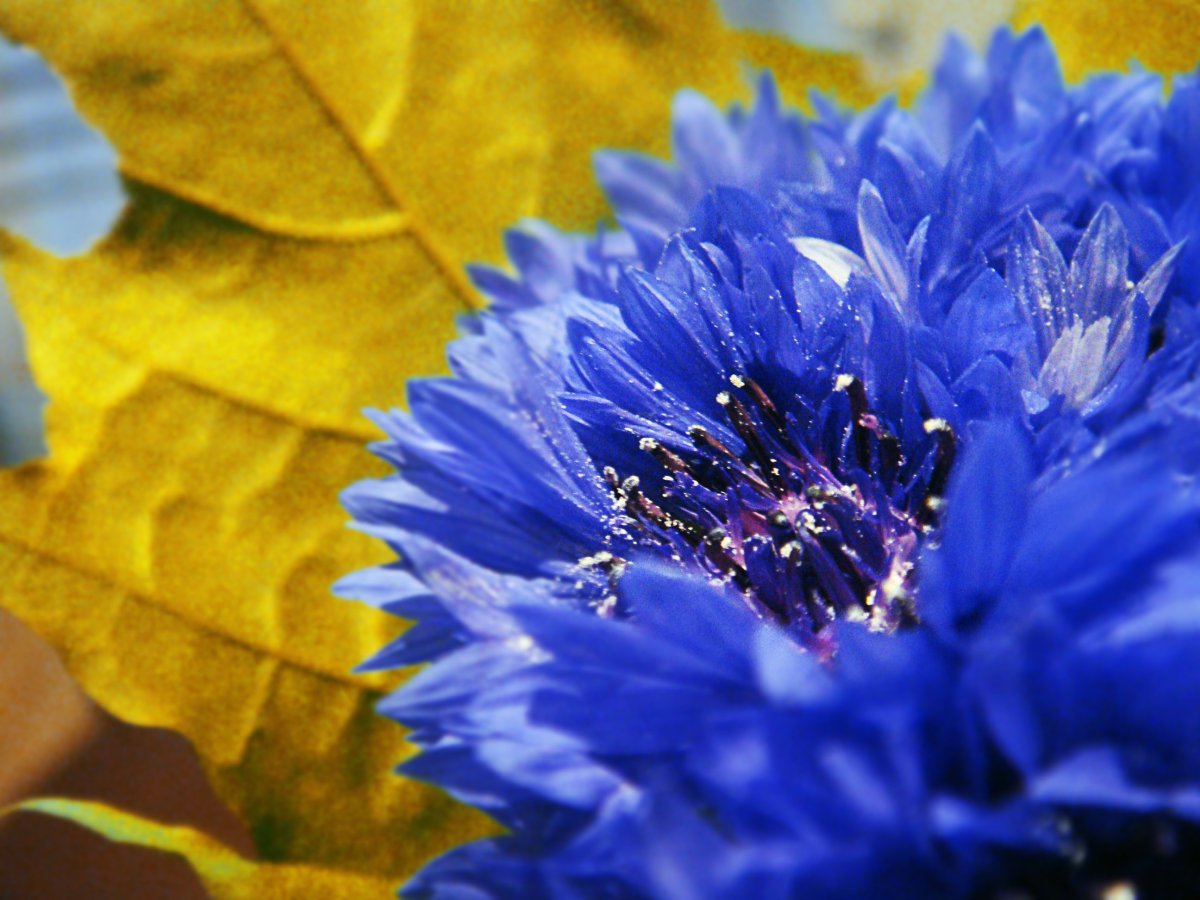 Василек осенью