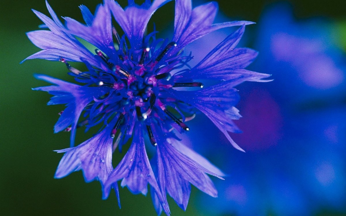 Королевский Василек цветок