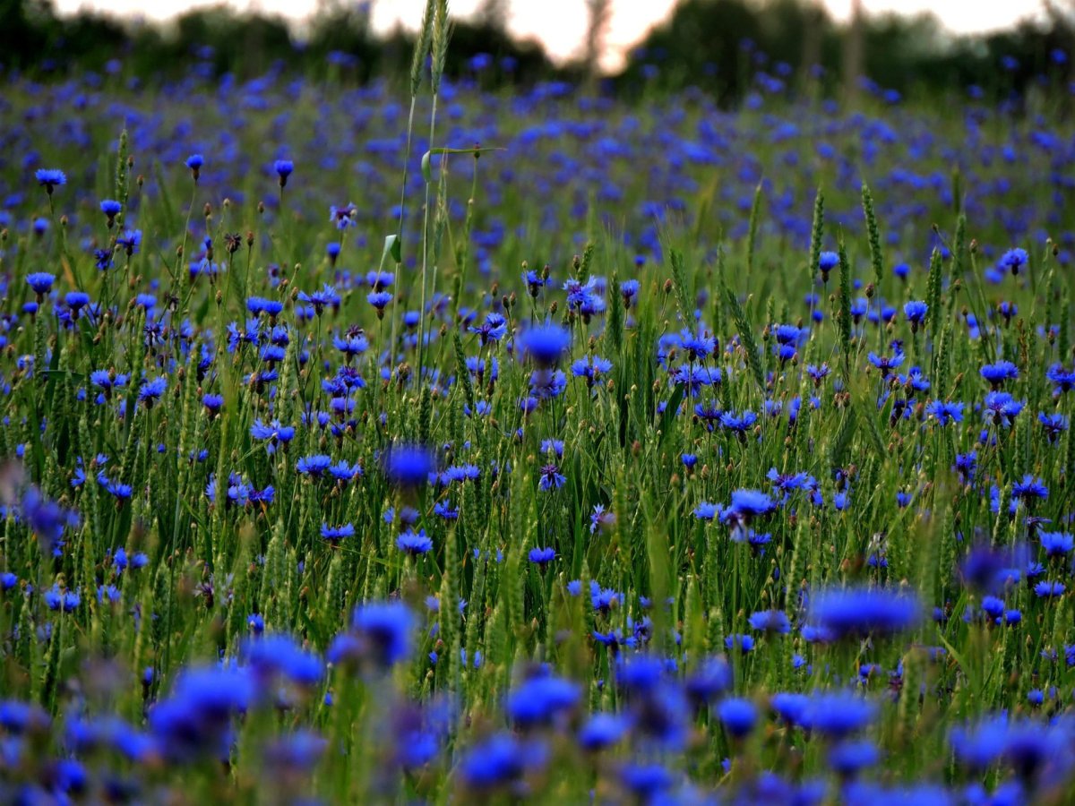 «Поле Васильков»
