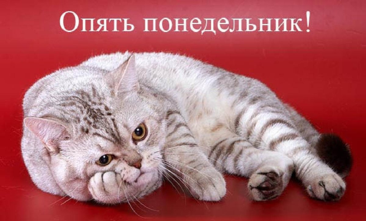 Котик понедельник