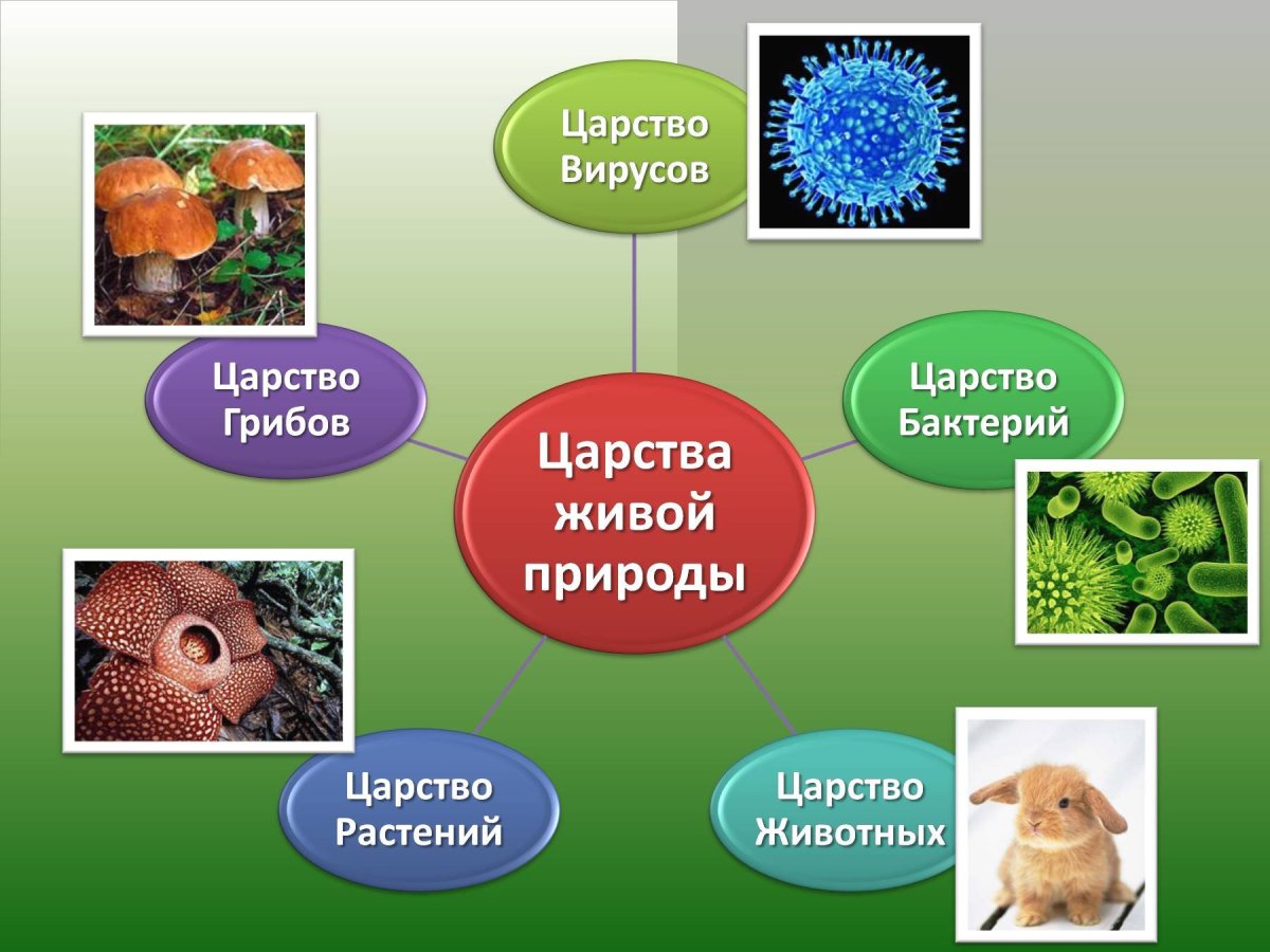 Царство живой природы 5 класс биология