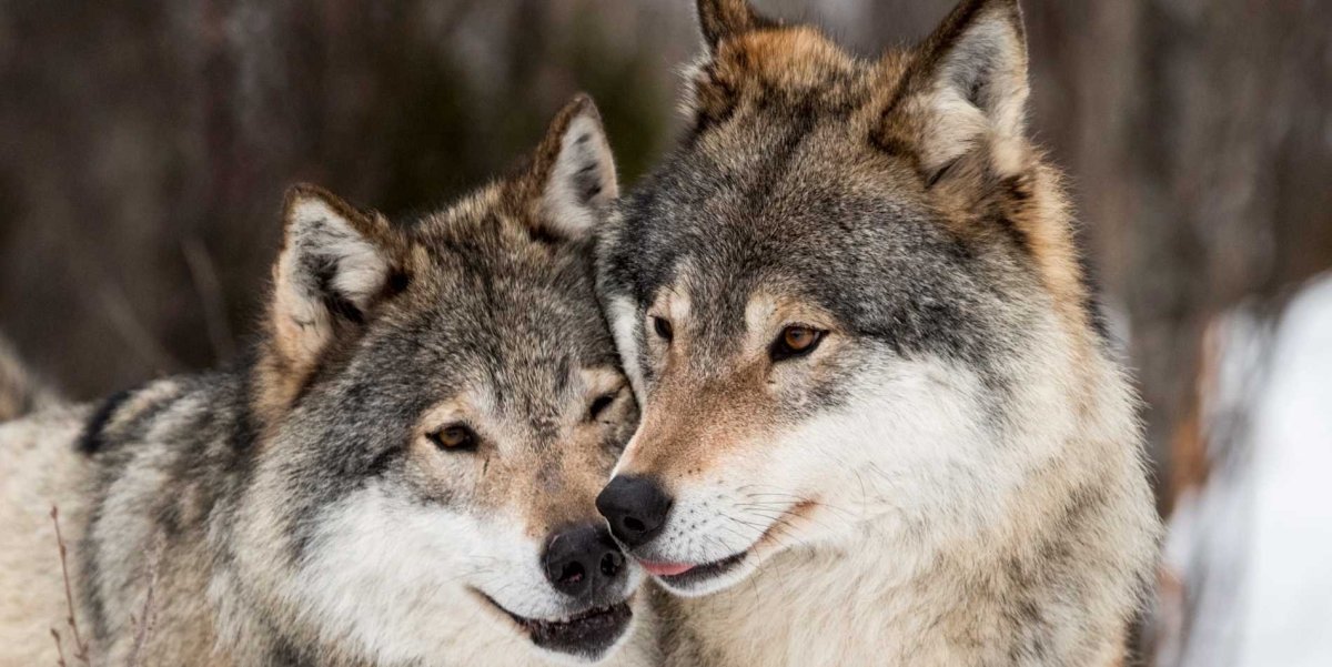 Пара Волков