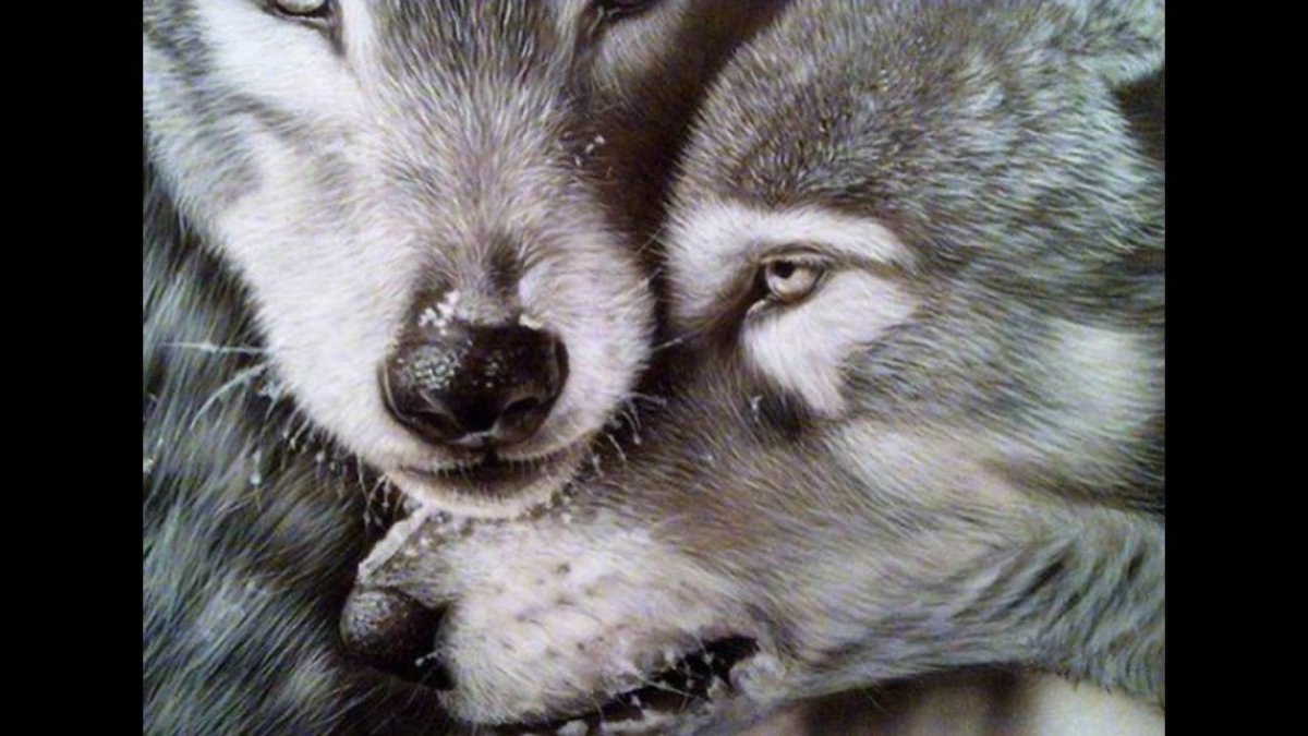 Волчья верность